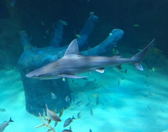 SEA LIFE Orlando Aquarium